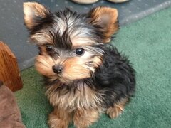 Catei Yorkshire Terrier de adoptat
