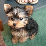 Catei Yorkshire Terrier de adoptat